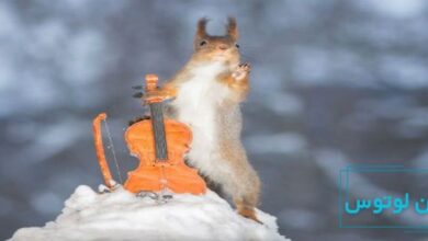 کوچک ترین سازهای دنیا