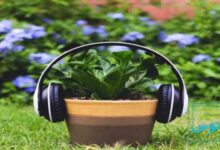 تاثیر موسیقی بر گیاهان در سبک های مختلف