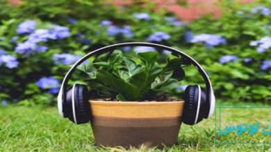 تاثیر موسیقی بر گیاهان در سبک های مختلف