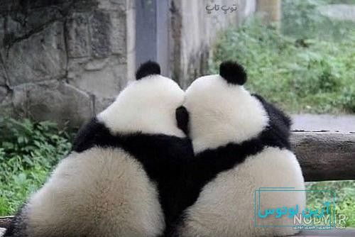 40 عکس پابجی ، خاص و خفن برای پروفایل و بکگراند