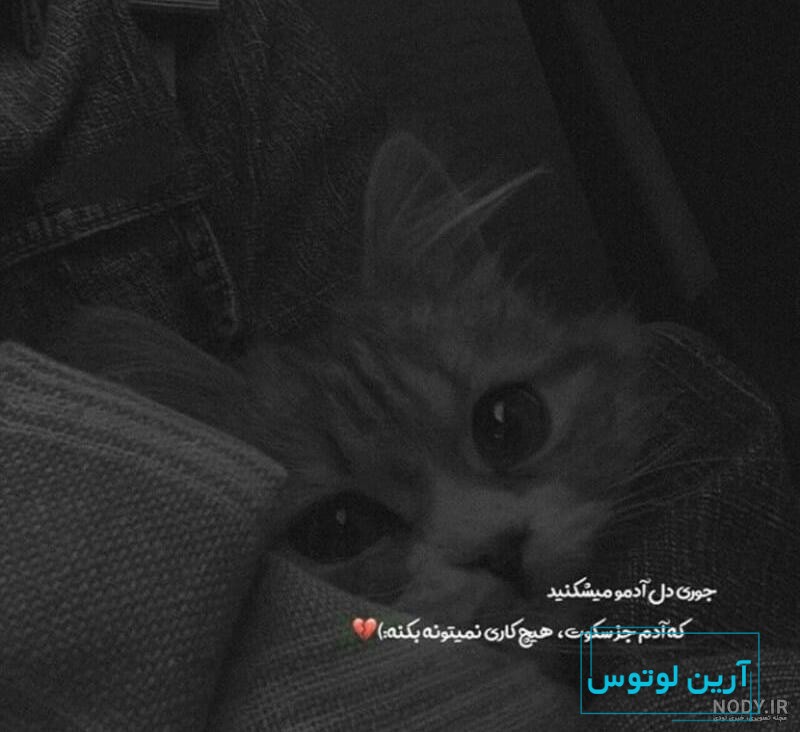 عکس های کودکان ناز در آغوش گربه های خانگی