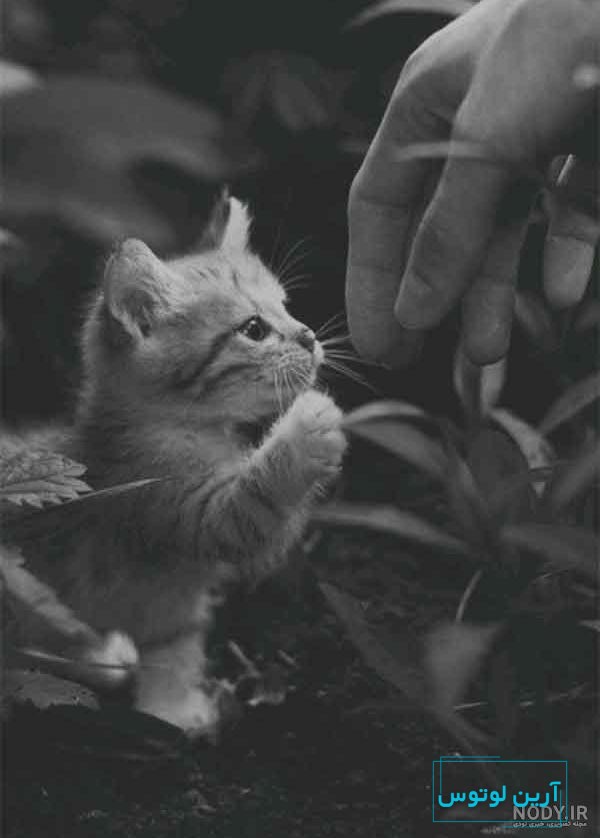 ژست عکس با گربه های ملوس و بانمک