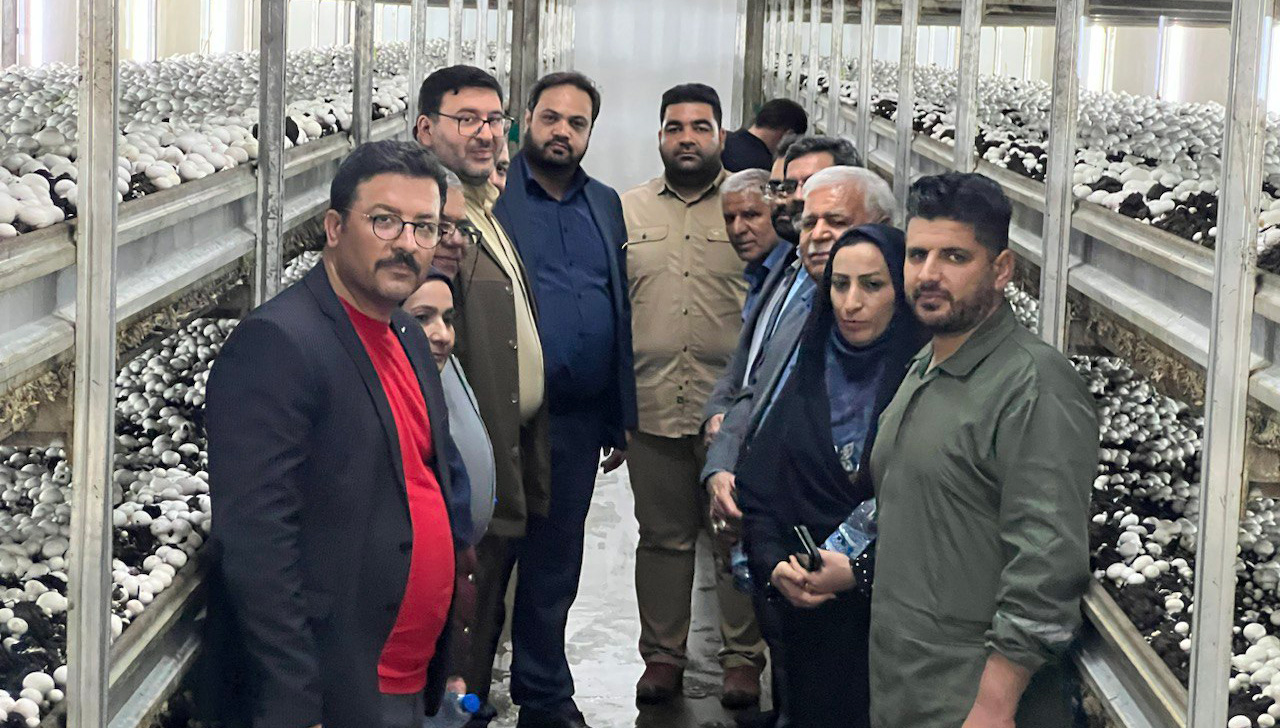 تاریخچه کشت و تولید خرمای مجول در دزفول