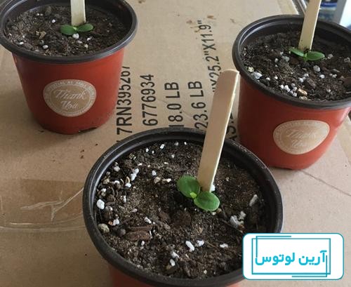 آشنایی با گیاه گیاه ساعتی و نحوه نگهداری از آن - فروشگاه گل ورک