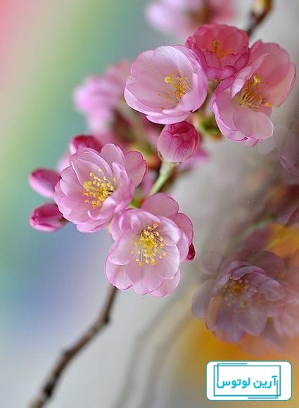 آلبوم عکس شکوفه بهاری برای پروفایل - تــــــــوپ تـــــــــاپ
