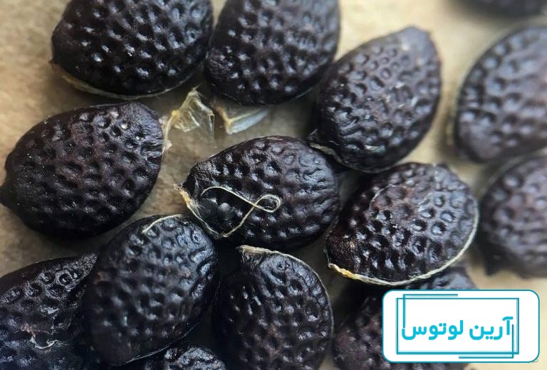 آموزش نگهداری گل ساعتی – میهن کاکتوس