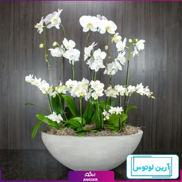 انواع گل ارکیده🌺 + ویدئو آموزش نگهداری گل ارکیده 0 تا 100