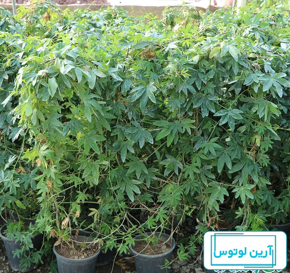 با خواص درمانی گل ساعتی در طب سنتی آشنا شوید | عطاری آنلاین | عطارک