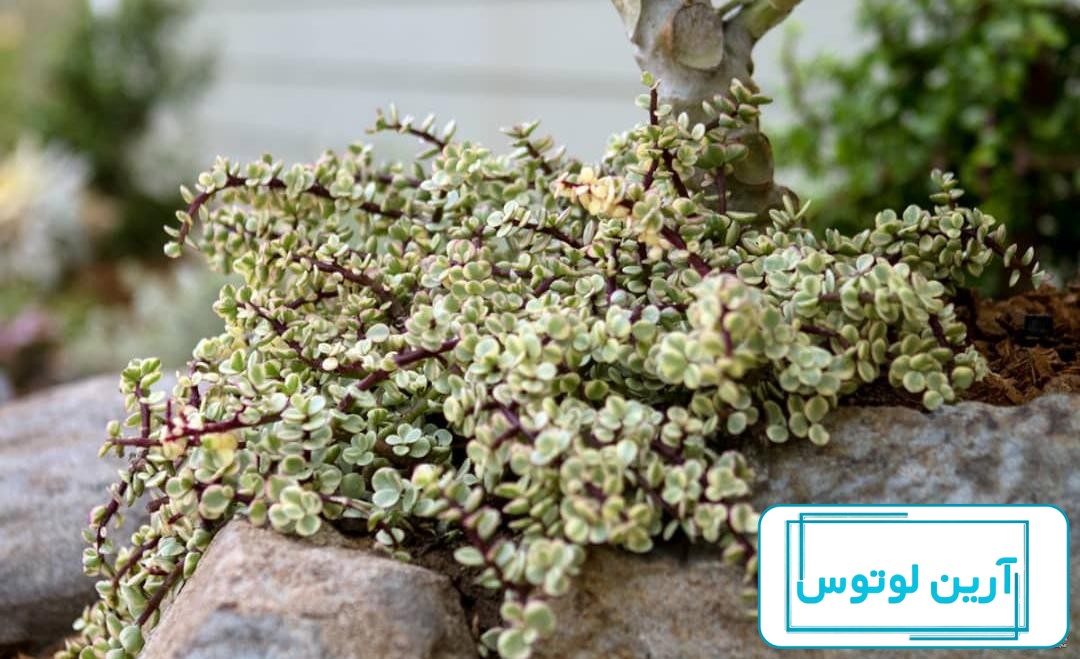 بذر گل ناز آفتابی - بسته ١٠٠٠ عددی | فروشگاه آنلاین نیازمندی‌های گل و گیاه