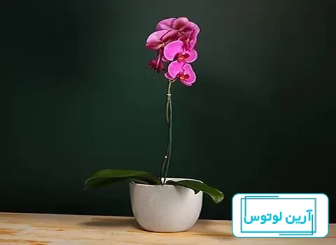 تاج گل تبریک فرشته | سفارش خرید اینترنتی و راحت تاج گل با آرزوی موفقیت و  تبریک | گل گلیزه