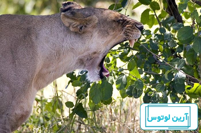 جالب ترین عکس های بچه های حیوانات مختلف