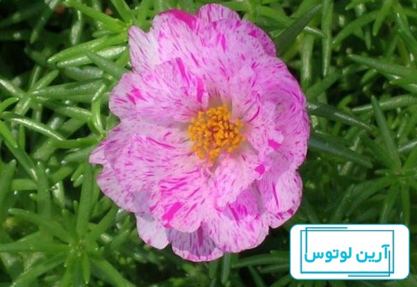 خرید و قیمت گل کراسولا خرفه ای یا جید | ترب