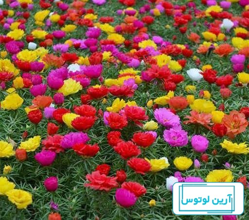 خرید کراسولا خرفه ای - فروش گل و گیاه در تهران | گیاه نت