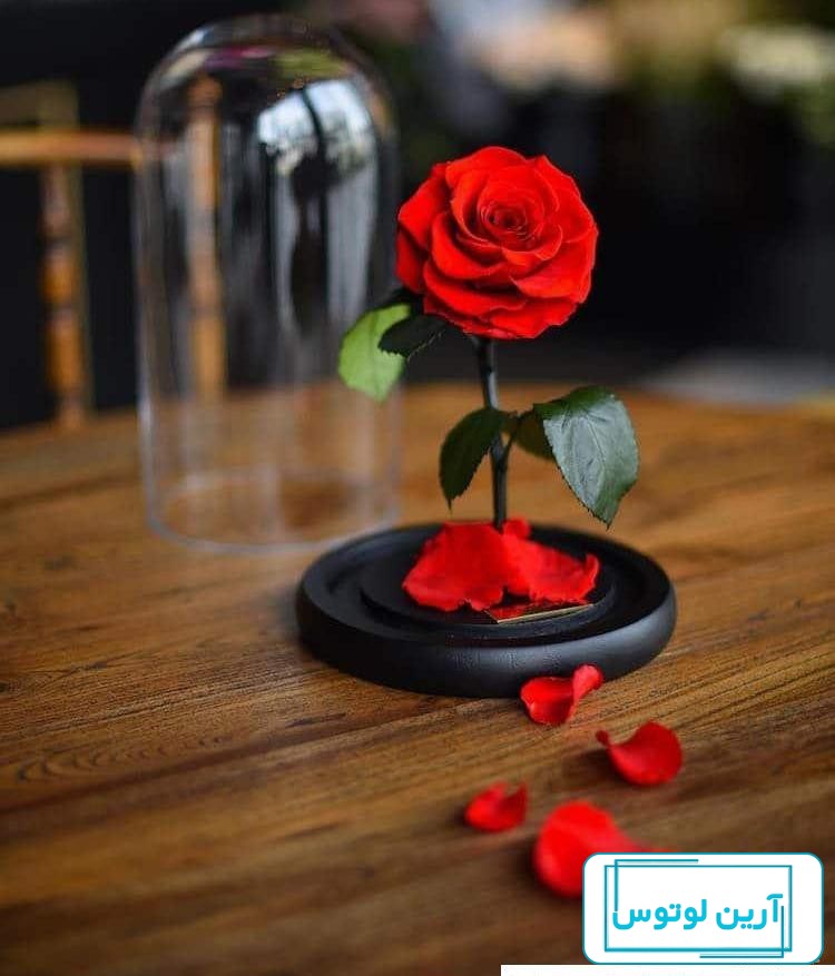 دانلود عکس گل سرخ و جذاب برای پروفایل با کیفیت فوق العاده