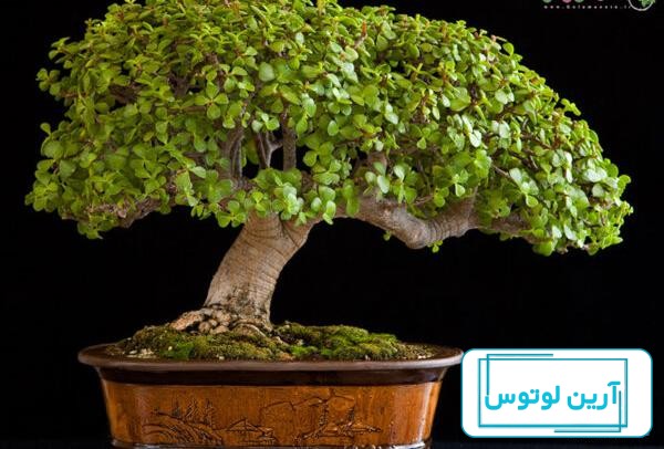 روش‌های نگهداری و پرورش گیاه کراسولا خرفه‌ای و کراسولا آواتا