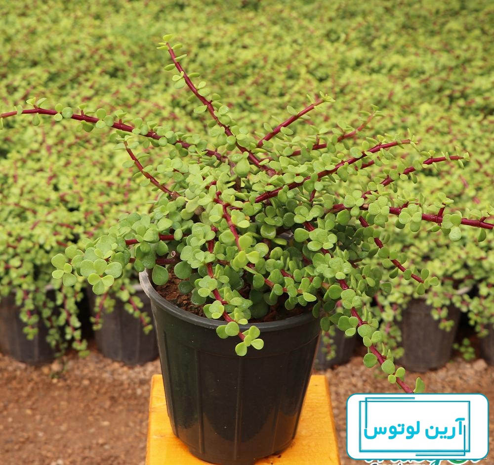 شرایط نگهداری کراسولا خرفه‌ای + بیماری‌ها و راه‌های درمان آن