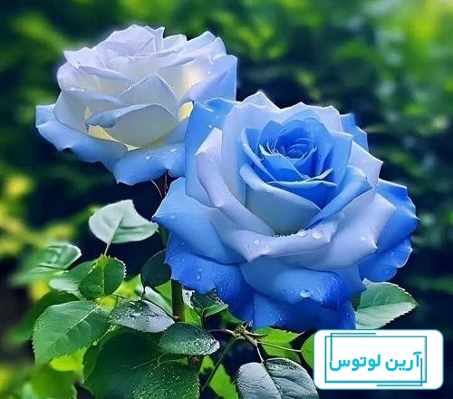 عاشقانه عکس گل آبی برای پروفایل