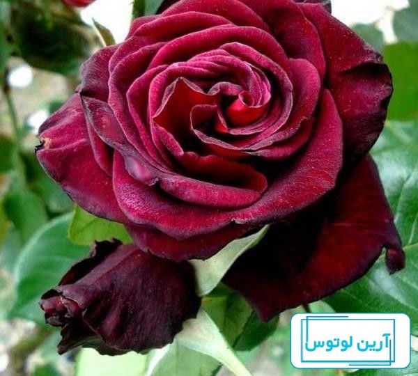 38 عکس از گل رز قرمز مخملی برای پروفایل عاشقانه و زیبا