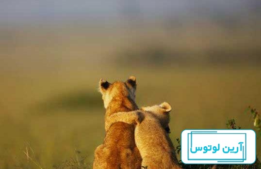 عکس بچه شیر برای پروفایل