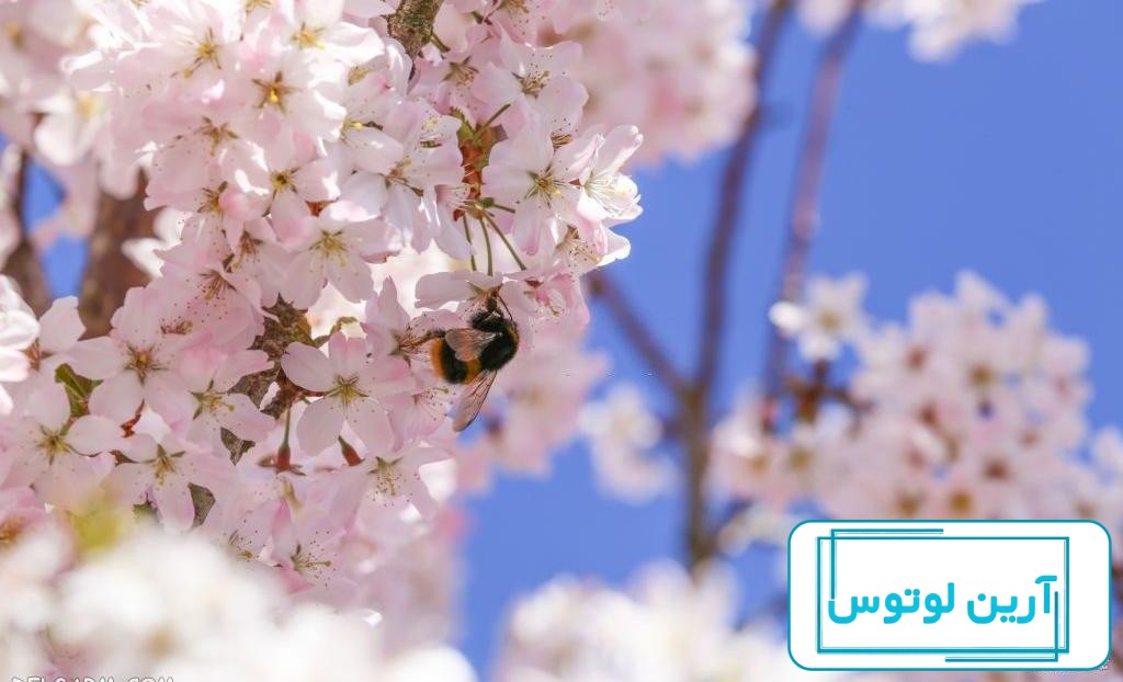 عکس دختر در طبیعت برای پروفایل ❤️ [جدید و خاص]