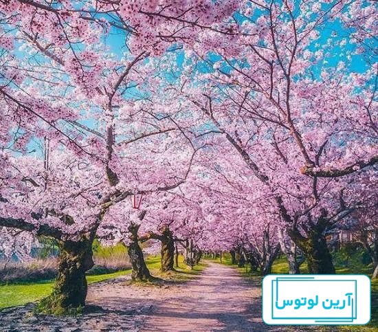 عکس دخترانه جذاب و شیک از پشت سر برای پروفایل