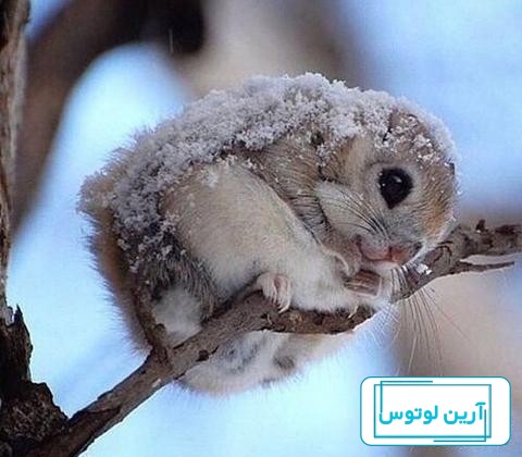 عکس زمستانه دخترانه برای پروفایل