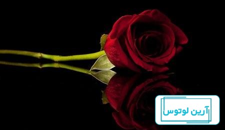 عکس زیبا از گل سرخ