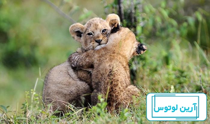 عکس های زیبا از یک بچه شیر بامزه