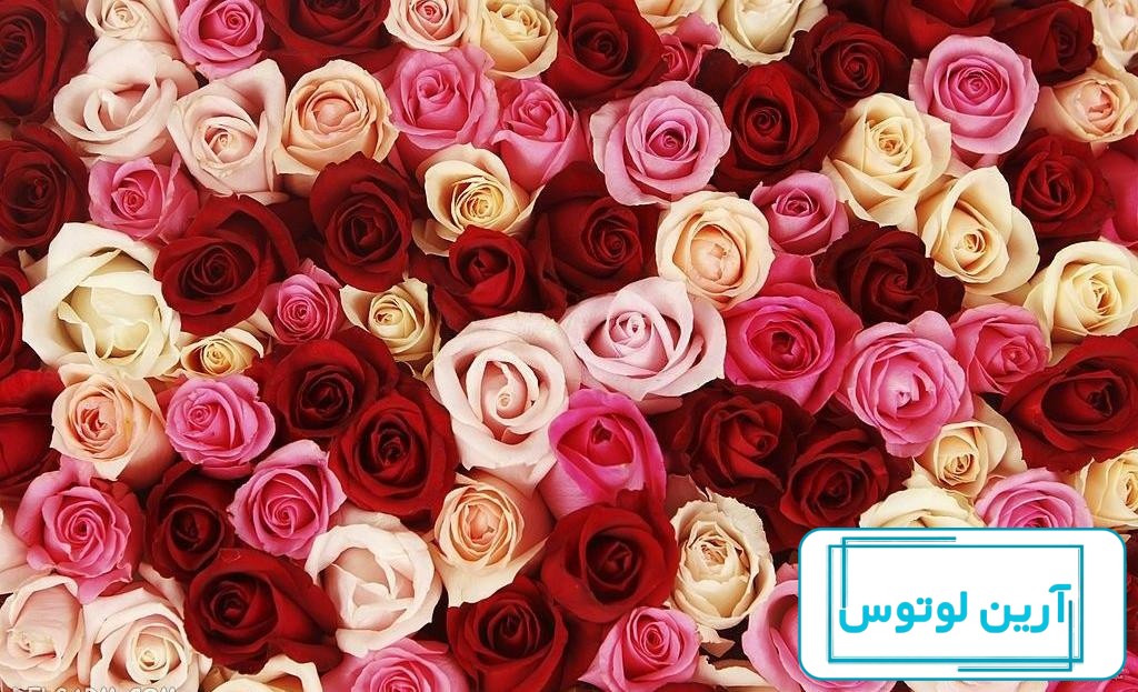 عکس های زیبای گل سرخ | عکس های گل رز قرمز زیبا