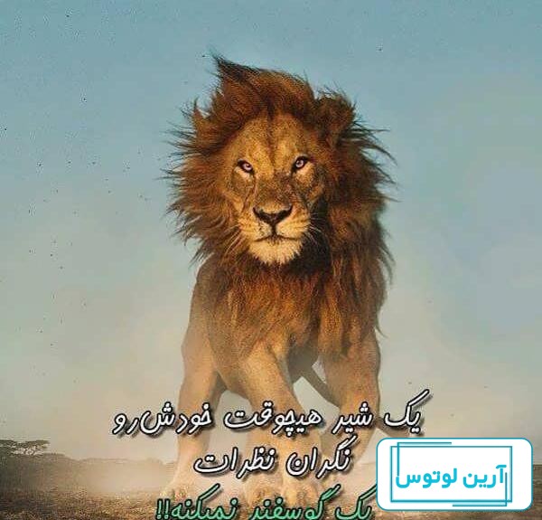 عکس شیر برای پروفایل | 65 عکس پروفایل شیر با کیفیت عالی{full HD}