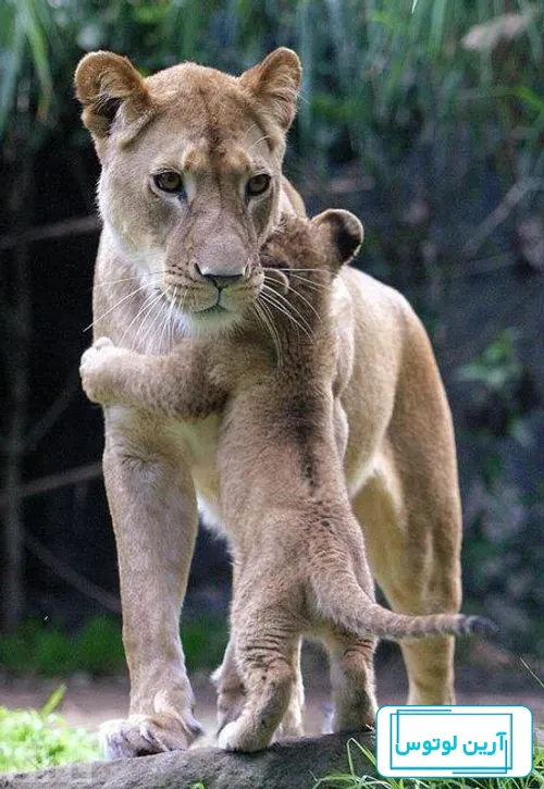 عکس شیر🦁دانلود 30 عکس شیر جنگل با کیفیت بالا