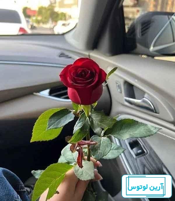 عکس های مادر / بهترین تصاویر مادر [پیشنهادی] | تاوعکس