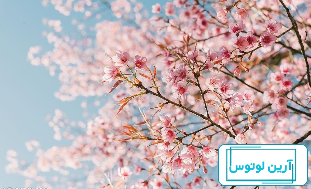 عکس منظره بهار برای پروفایل
