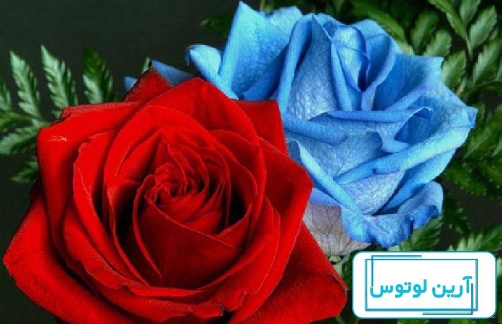 عکس نوشته گل رز آبی برای پروفایل