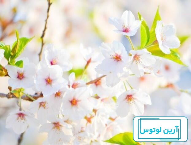 عکس پروفایل بهار 2023 | عکس بهار | عکس پروفایل طبیعت | عکس طبیعت بهاری | عکس  پروفایل شیک