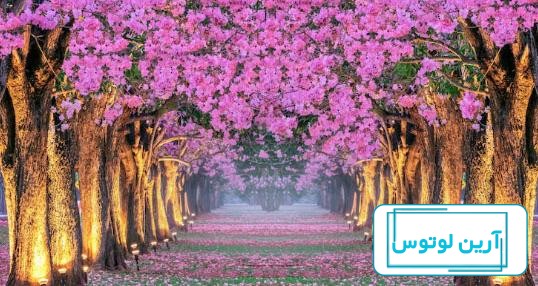 عکس پروفایل بهاری زیبا و با بهترین کیفیت | جدول یاب