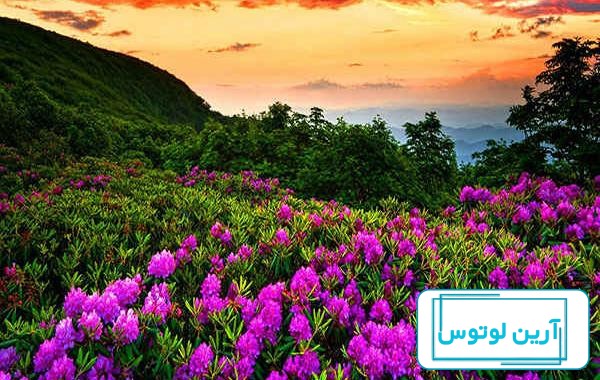 عکس پروفایل بهاری 2023 | عکس طبیعت بهاری| عکس بهار | عکس پروفایل طبیعت | عکس  پروفایل شیک