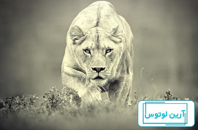 عکس پروفایل بچه شیر