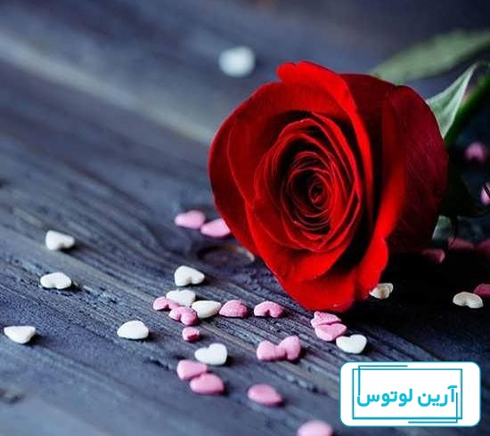 عکس پروفایل جدید امسال بدون متن گل