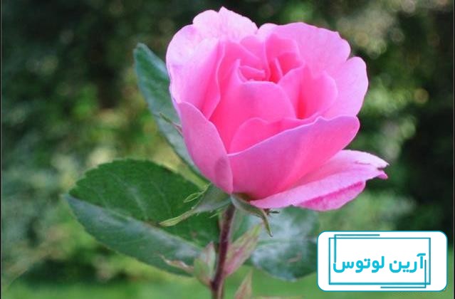عکس پروفایل جدید امسال گل رز
