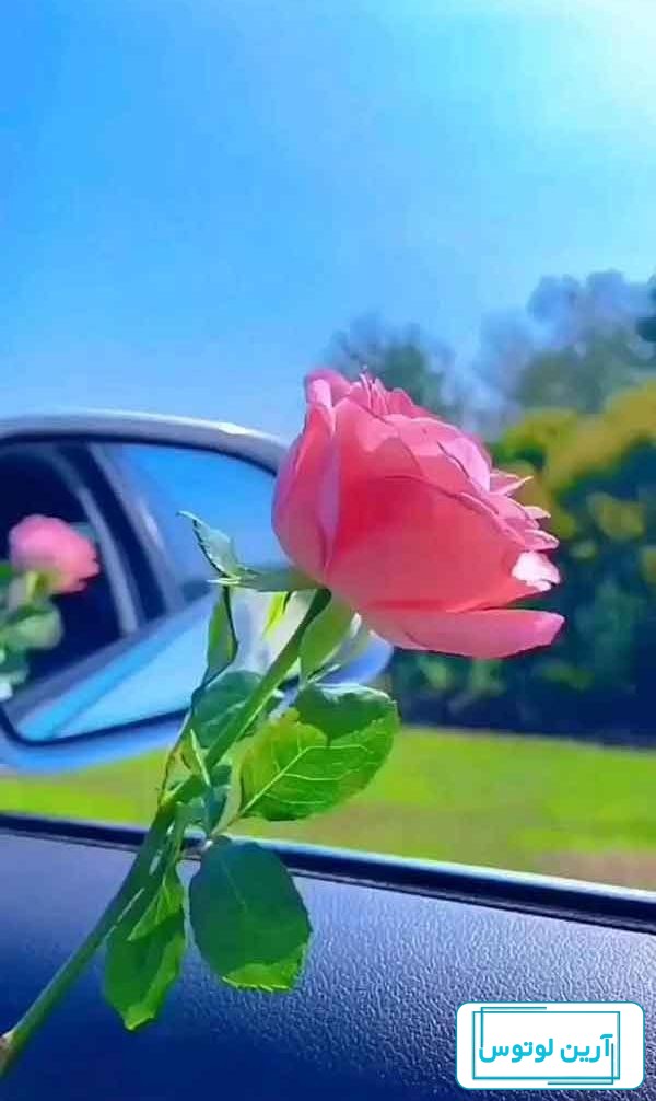 عکس پروفایل جدید امسال گل سرخ