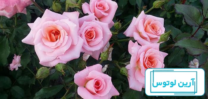 عکس پروفایل جدید امسال گل + پروفایل جدید امسال غمگین