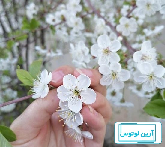 عکس پروفایل دخترونه برای فصل بهار