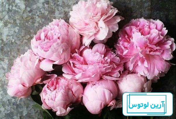 عکس پروفایل عاشقانه ایتا