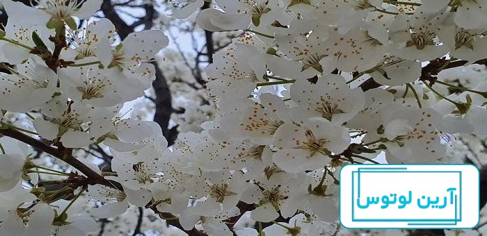 عکس پروفایل عاشقانه بهاری + پیام زیبای عاشقانه فصل بهار