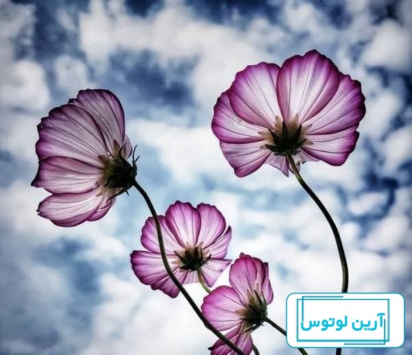 عکس پروفایل گل زیبا و شیک، خاص و جدید دخترانه برای واتساپ و تلگرام
