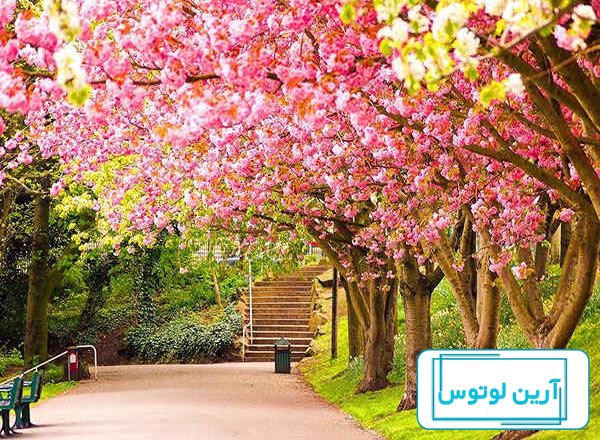 عکس پروفایل گل زیبا و شیک، خاص و جدید دخترانه برای واتساپ و تلگرام