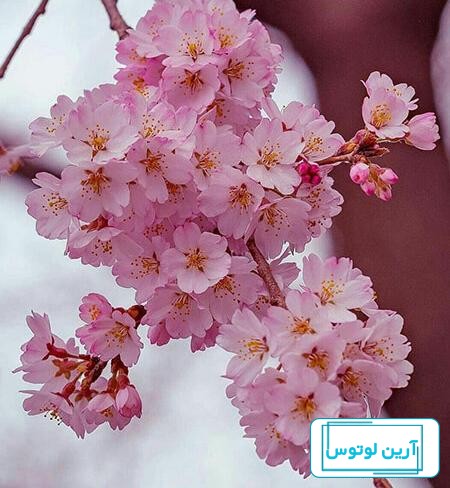 عکس پروفایل گل زیبا و شیک، خاص و جدید دخترانه برای واتساپ و تلگرام