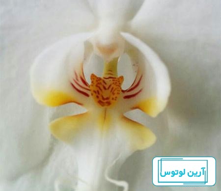 عکس گل ارکیده فرشته