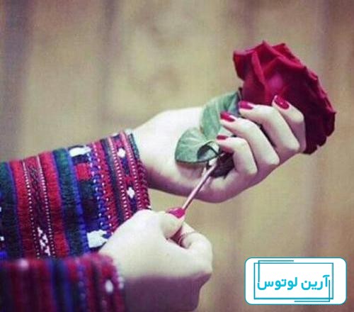 عکس گل برای پروفایل واتساپ جدید ایرانی